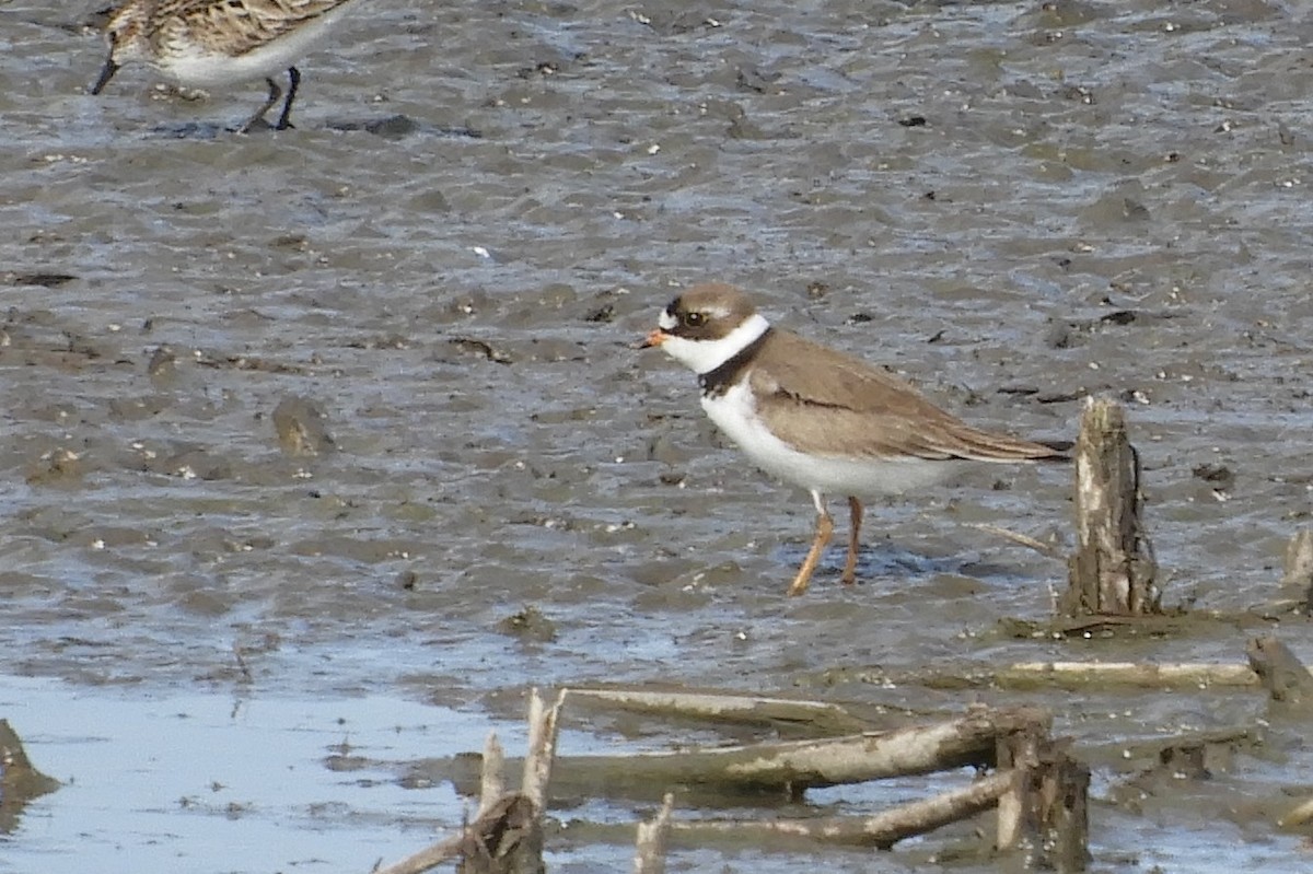 Semipalmated Plover - ML97421251
