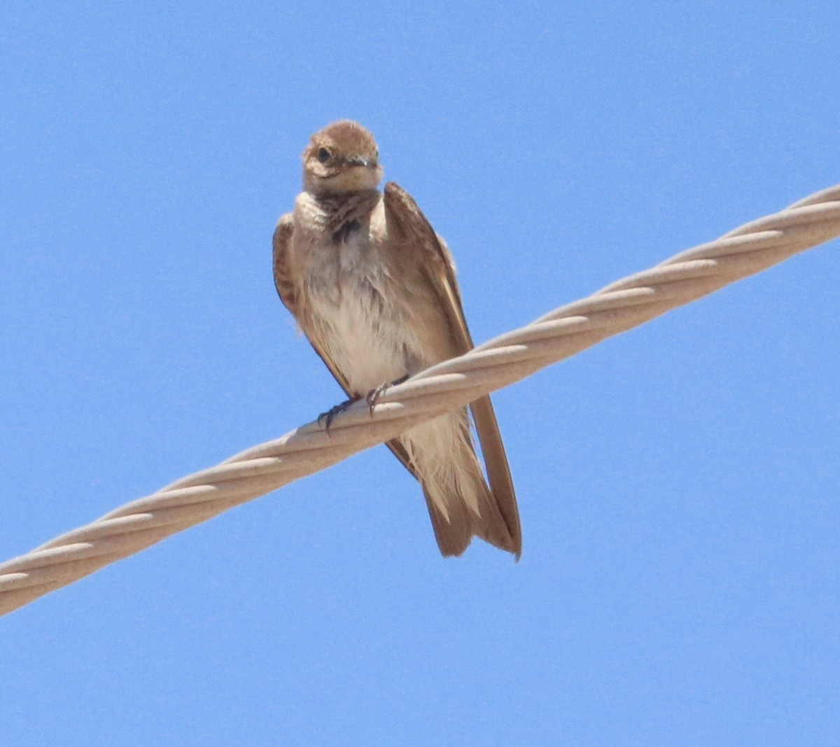 Northern Rough-winged Swallow - ML97423861