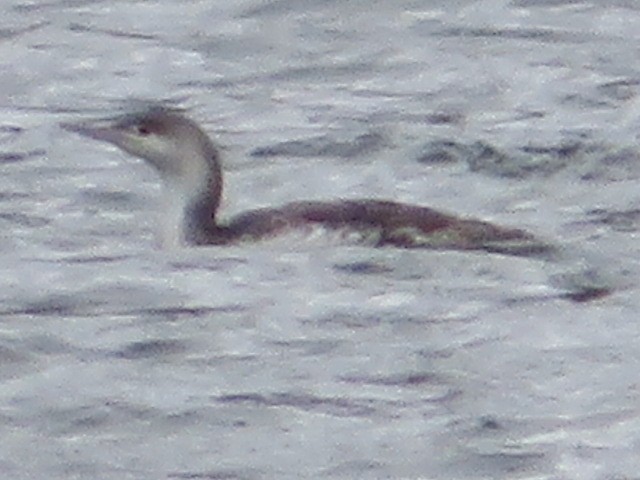 Red-throated Loon - ML97424901