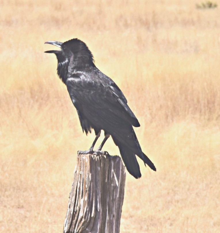 Chihuahuan Raven - Steve and Sue Whitmer