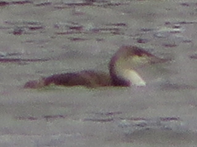 Red-throated Loon - ML97425011
