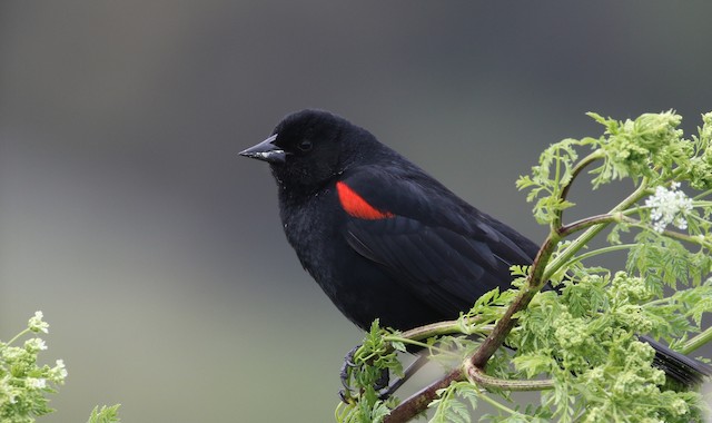 Featured image of post View 13 Black Birds With Red Stripe On Wings