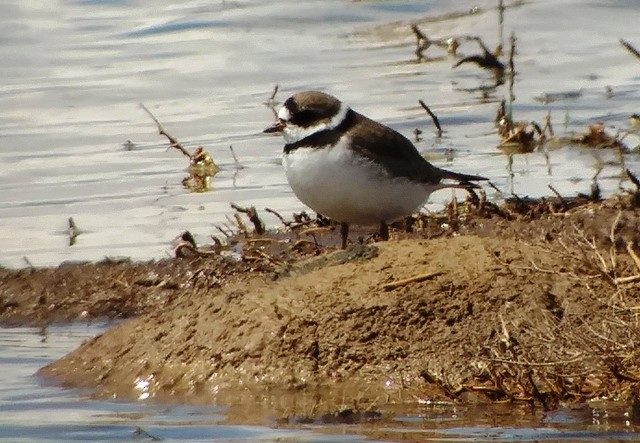 Semipalmated Plover - ML97425451