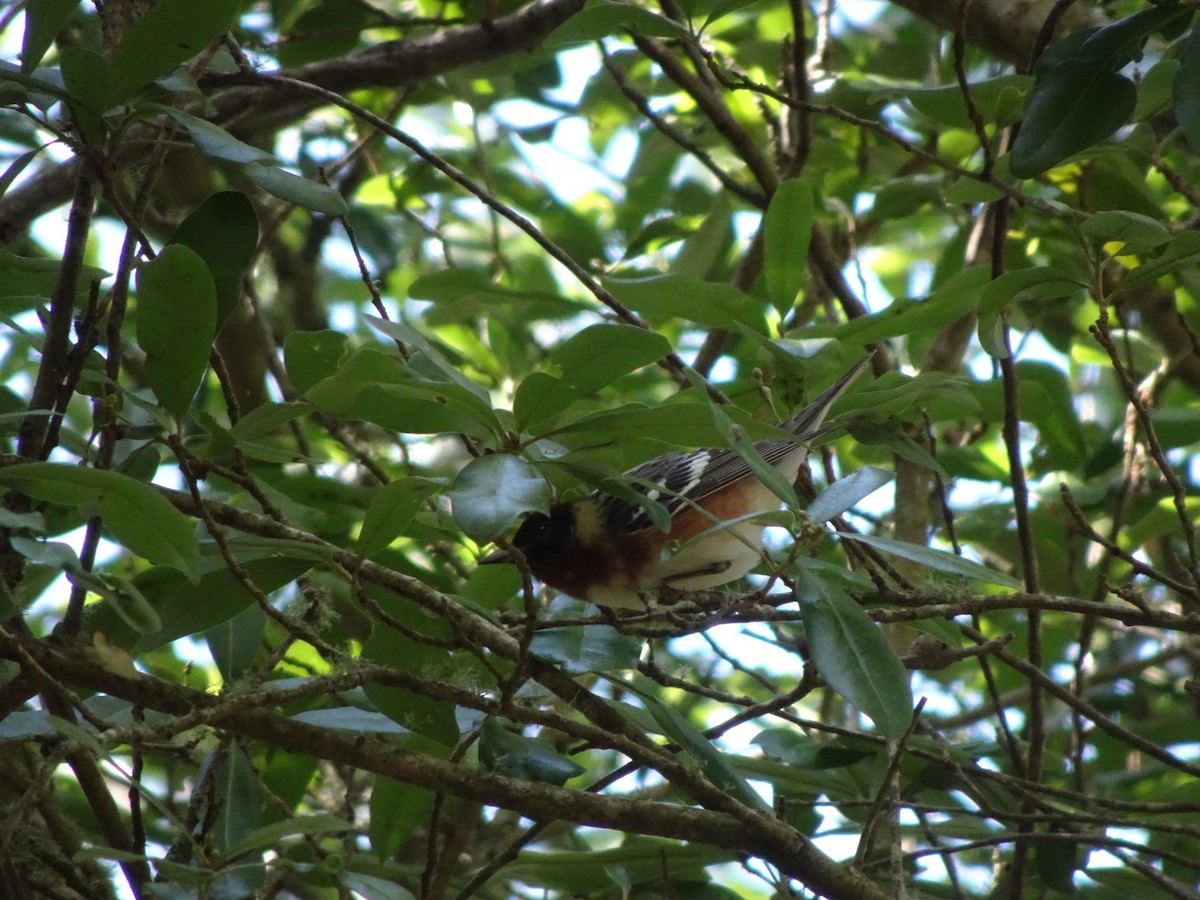 Bay-breasted Warbler - Farokh Jamalyaria