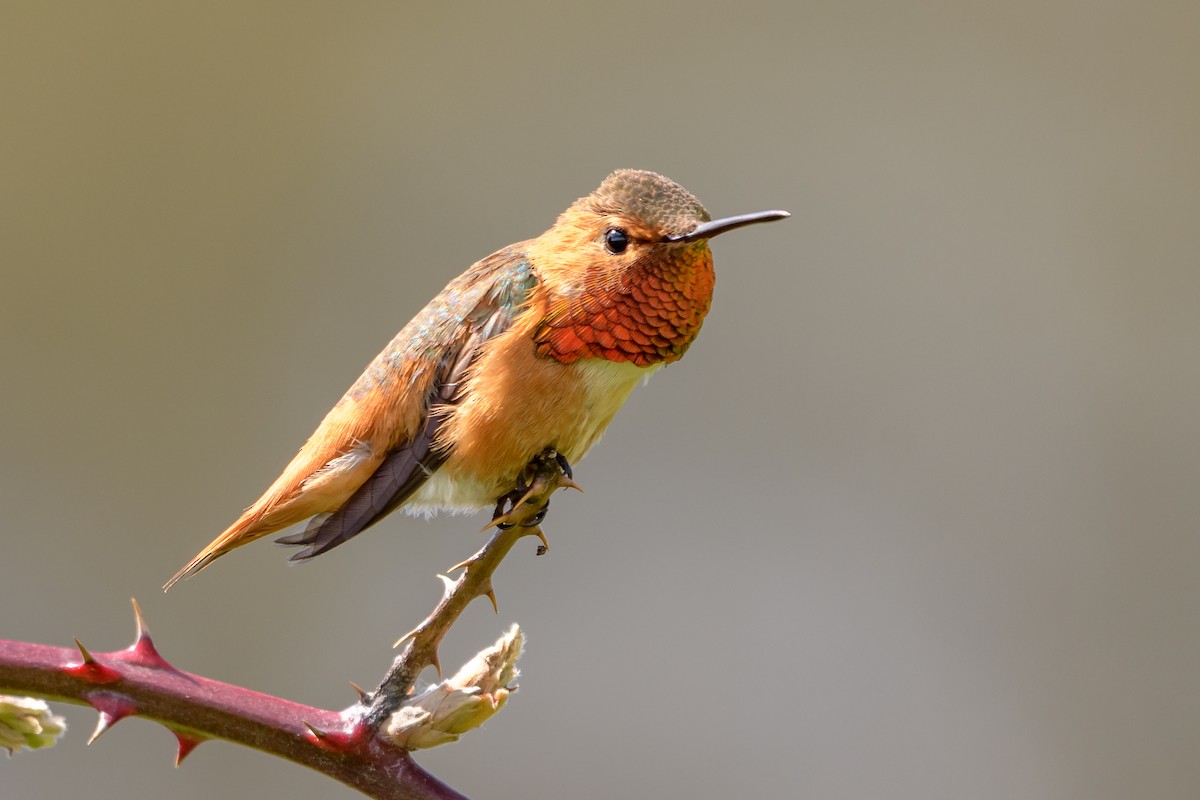 Allen's Hummingbird - Becky Matsubara
