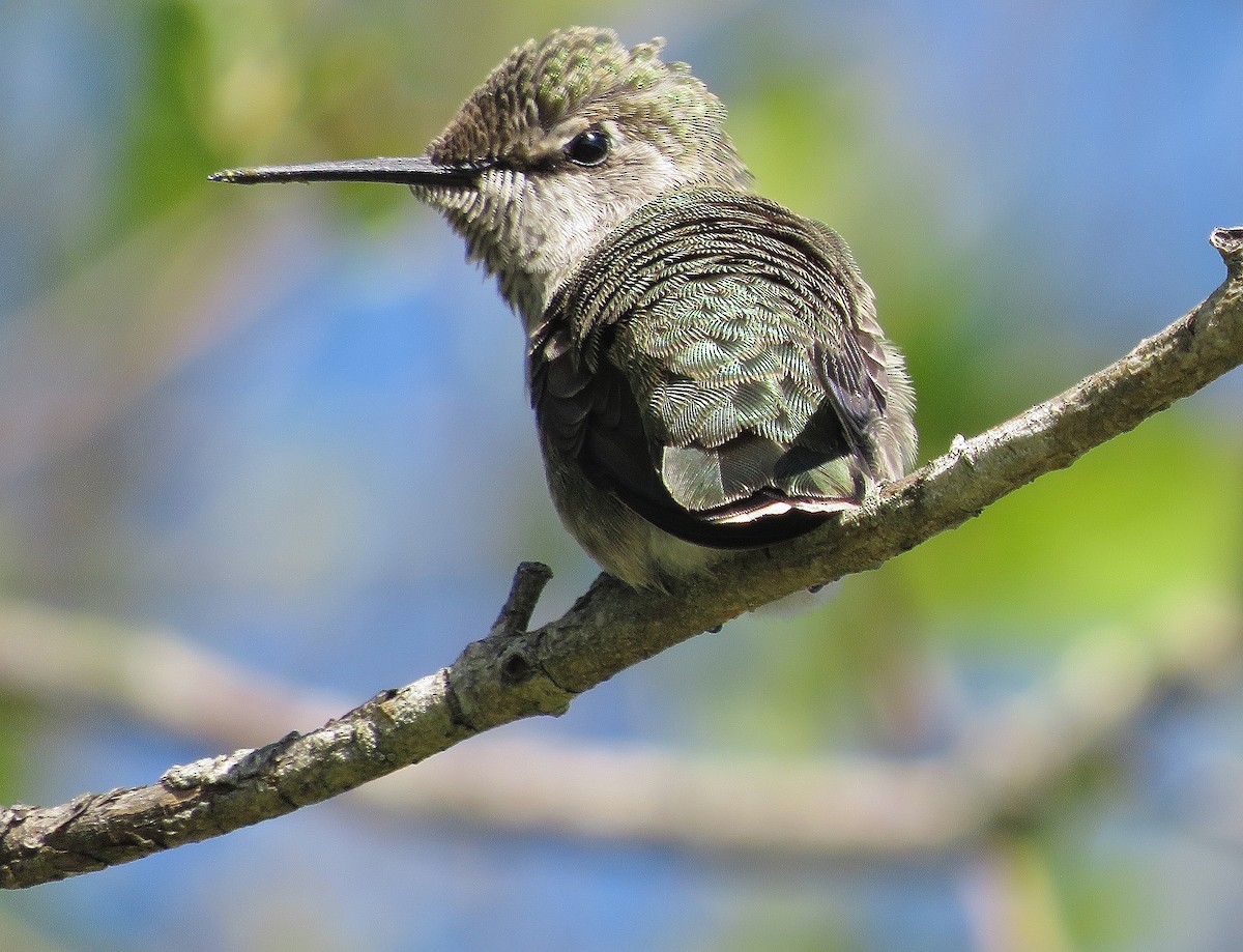 Anna's Hummingbird - Braden Judson