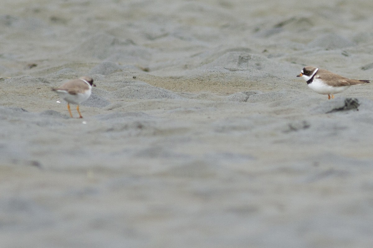 Semipalmated Plover - ML97432611