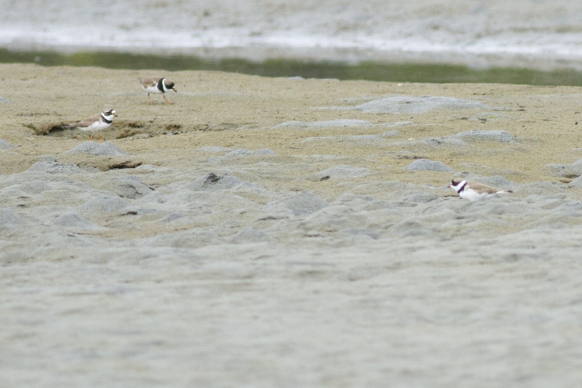 Semipalmated Plover - ML97432621