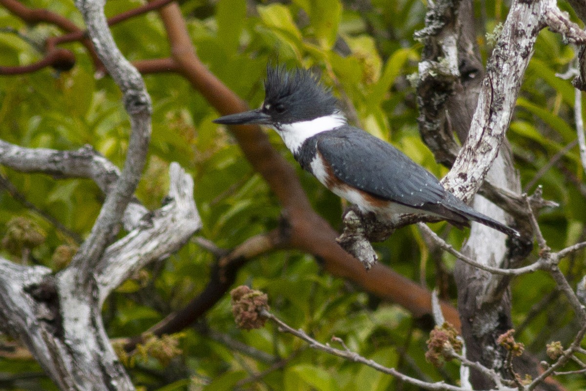 Belted Kingfisher - ML97432821