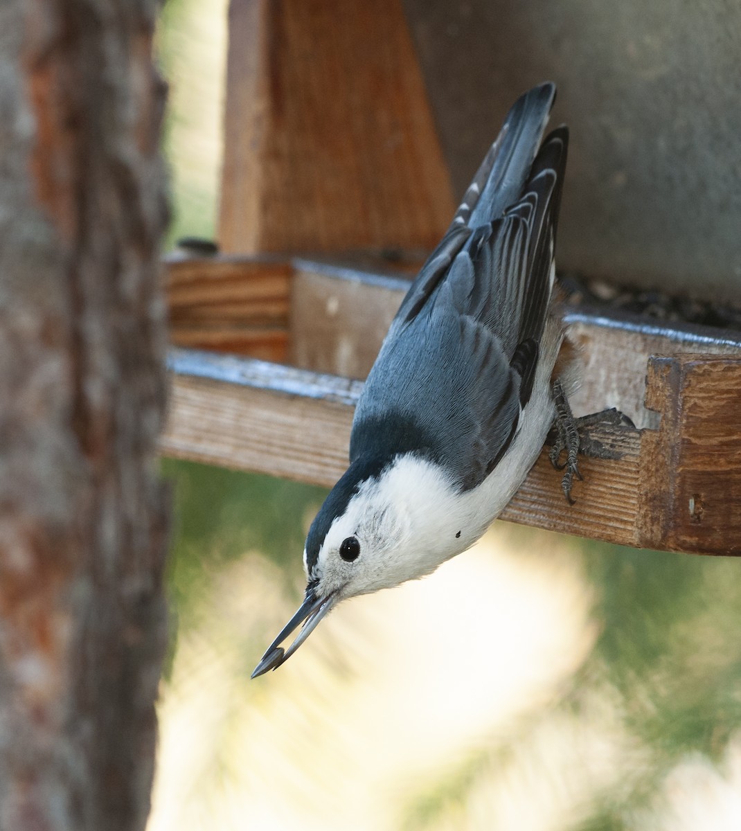 White-breasted Nuthatch - Ian Routley