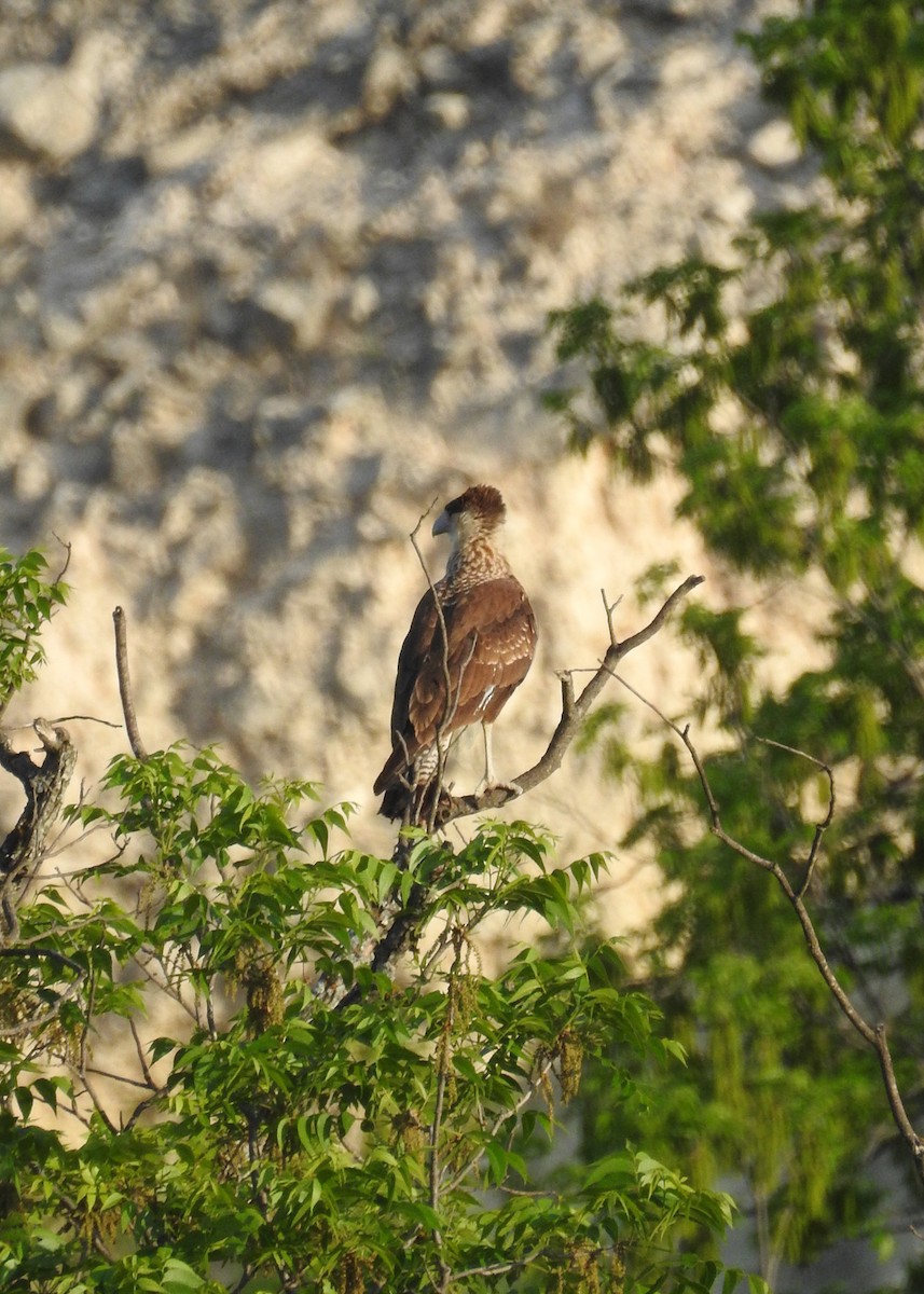 Crested Caracara (Northern) - Anna Pickering