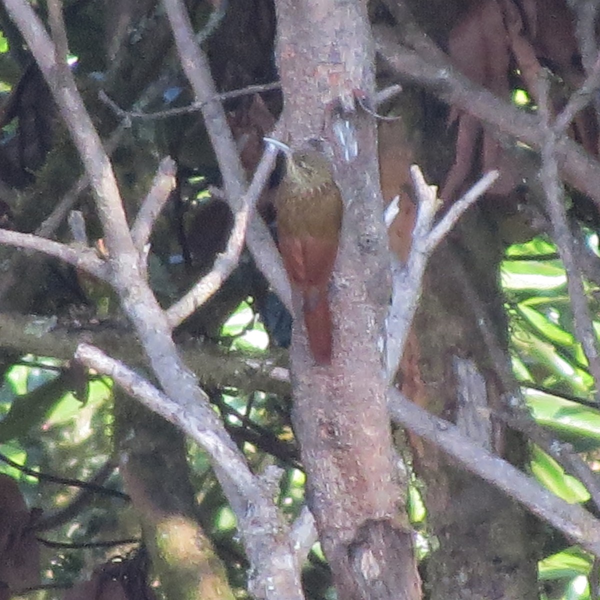 Spot-crowned Woodcreeper - Theresa Hyde