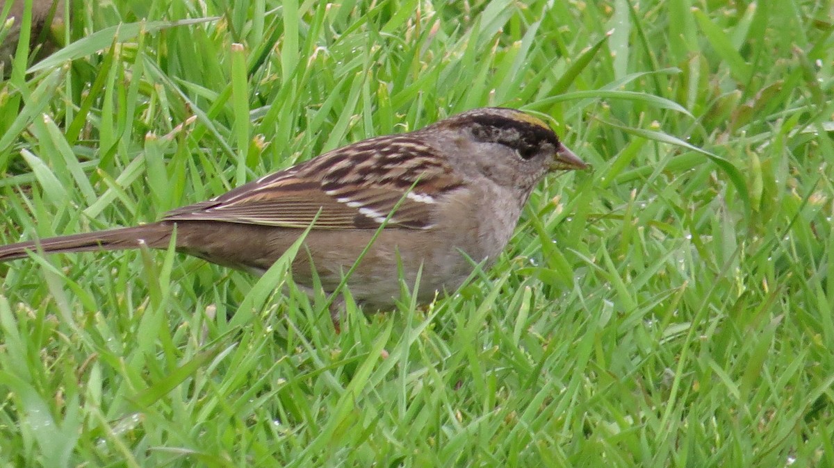 Golden-crowned Sparrow - ML97437031