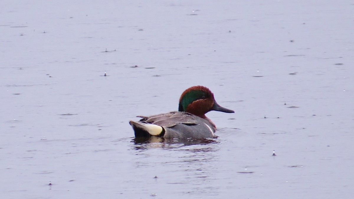 Green-winged Teal - ML97437131