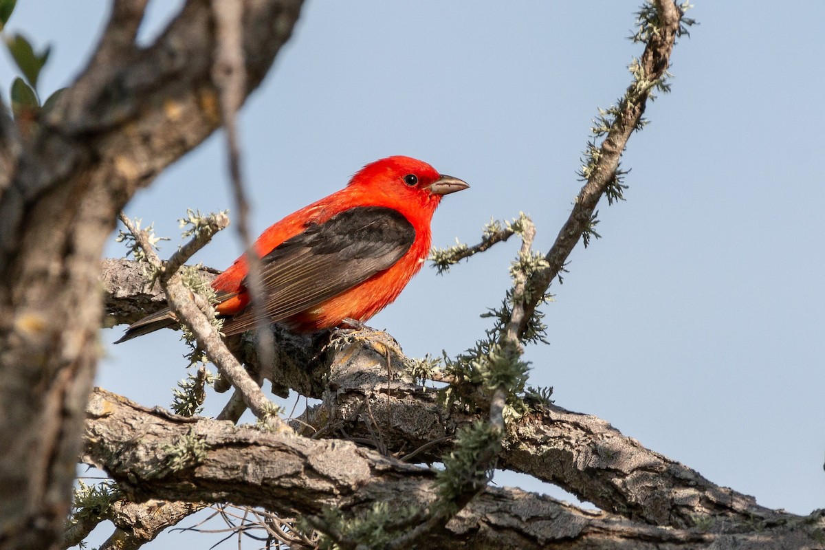 Scarlet Tanager - ML97438231