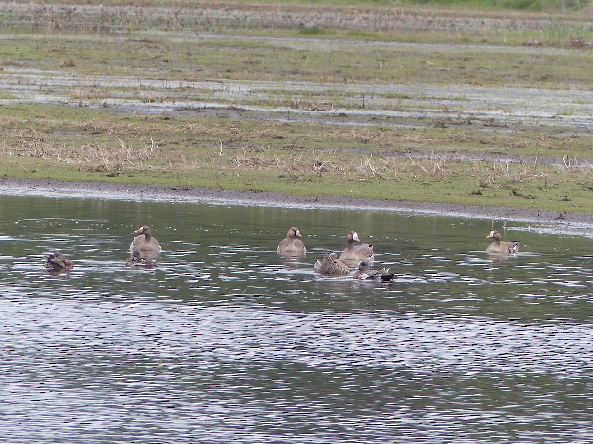 Greater White-fronted Goose - ML97439261