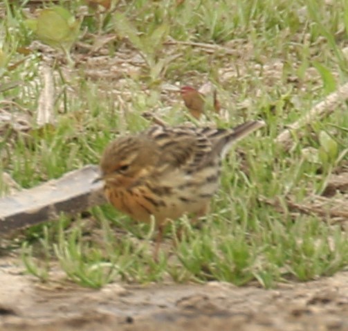Red-throated Pipit - ML97439551