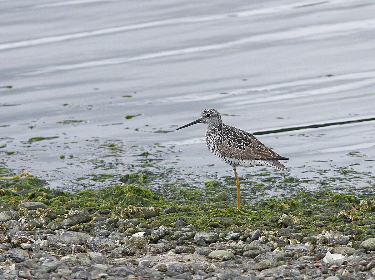 Greater Yellowlegs - Marie O'Shaughnessy