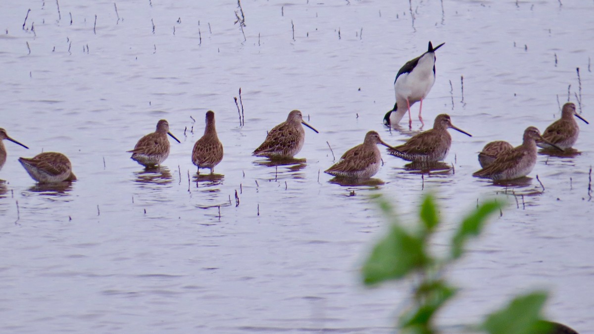 Long-billed Dowitcher - ML97441801