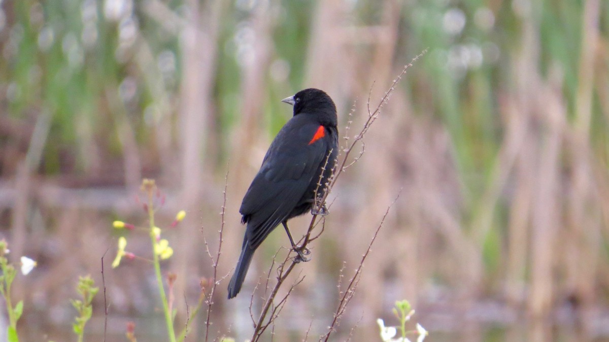Red-winged Blackbird - ML97442011