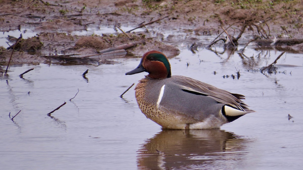 Green-winged Teal - ML97442191