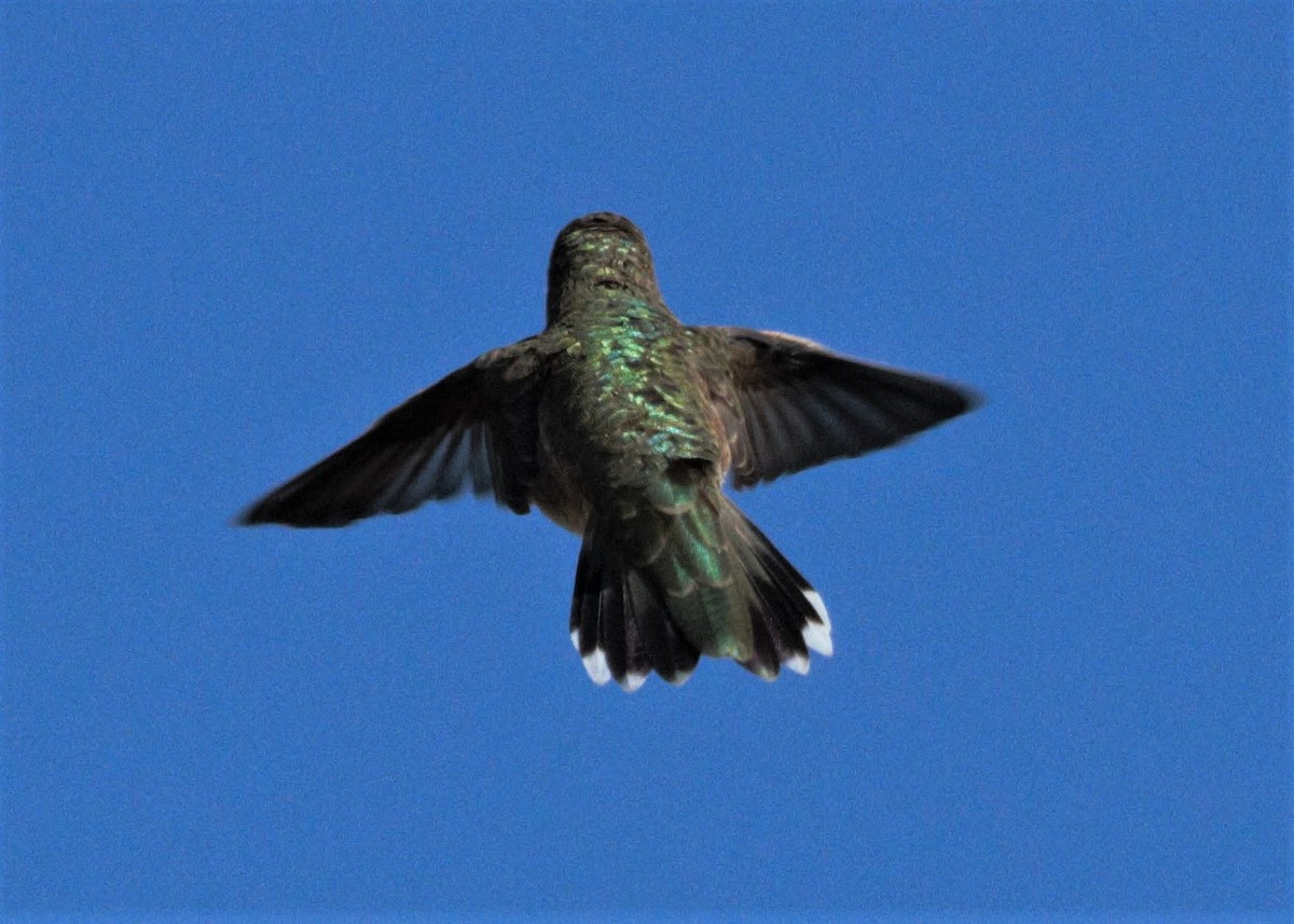 Black-chinned Hummingbird - Dwight Peake