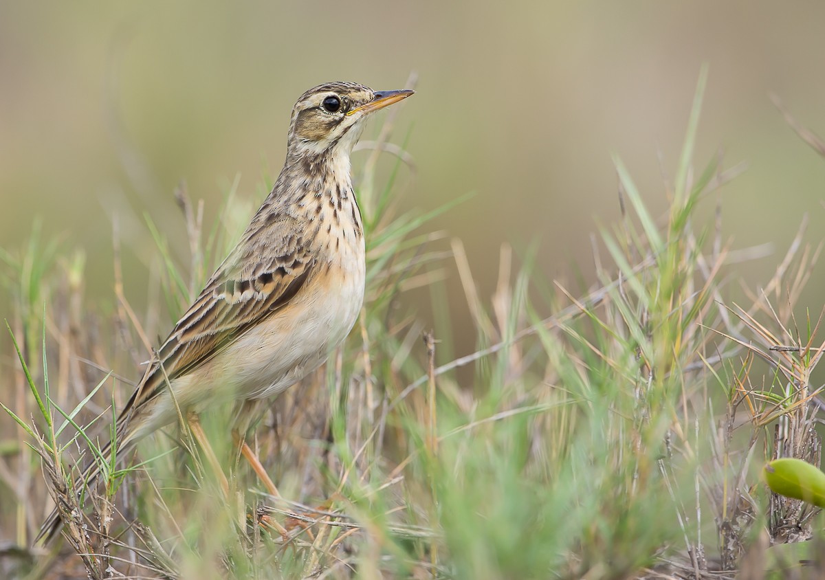 Pipit africain - ML97446111
