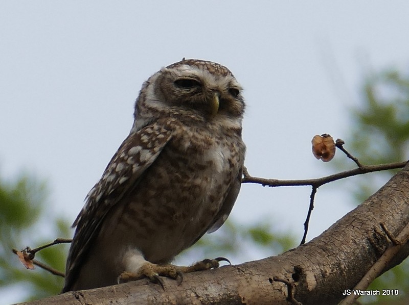 Spotted Owlet - Jaswinder Waraich