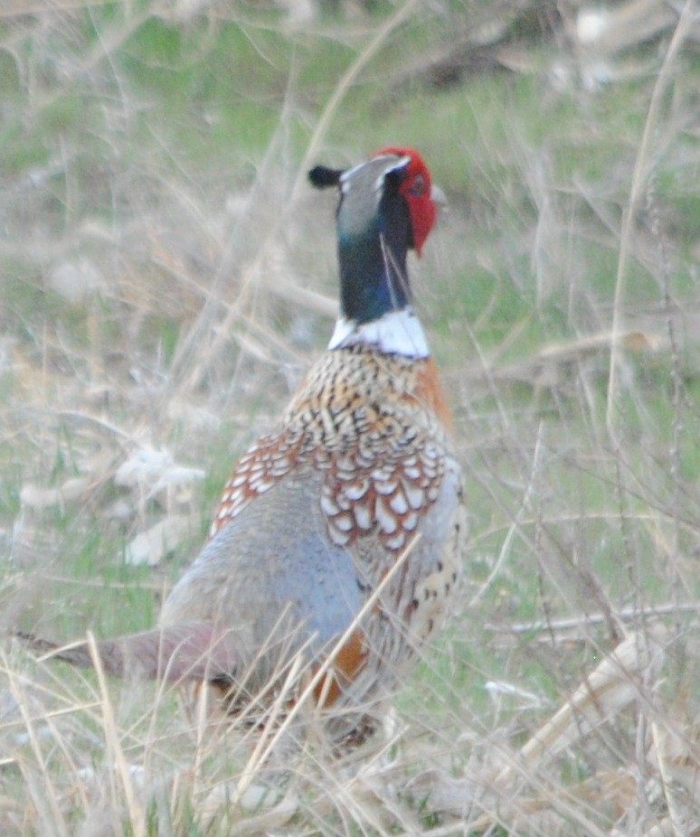 Ring-necked Pheasant - ML97447241