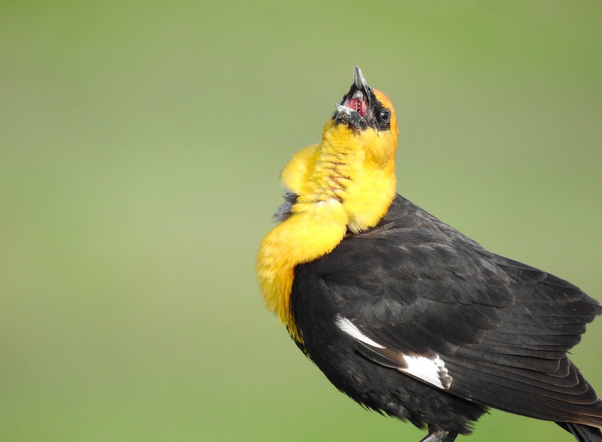 Yellow-headed Blackbird - ML97447401