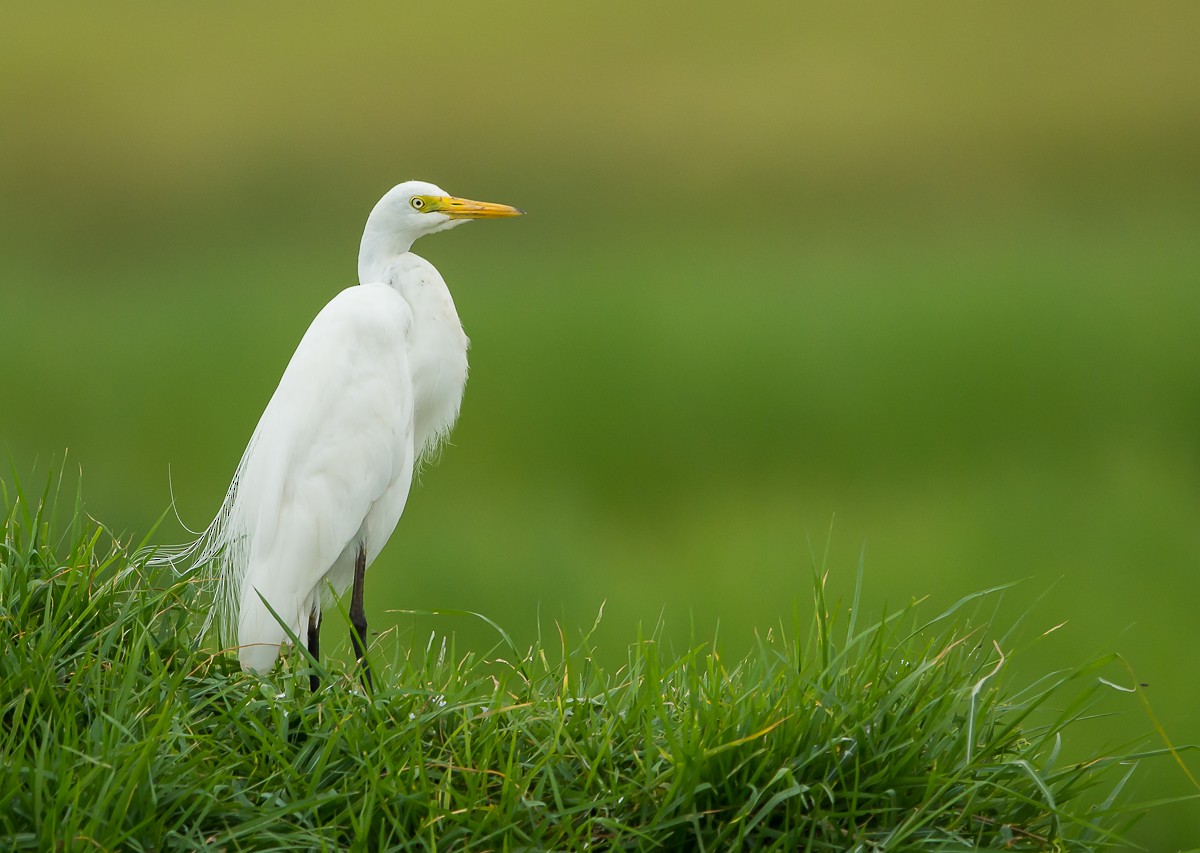 Yellow-billed Egret - Riaan Marais