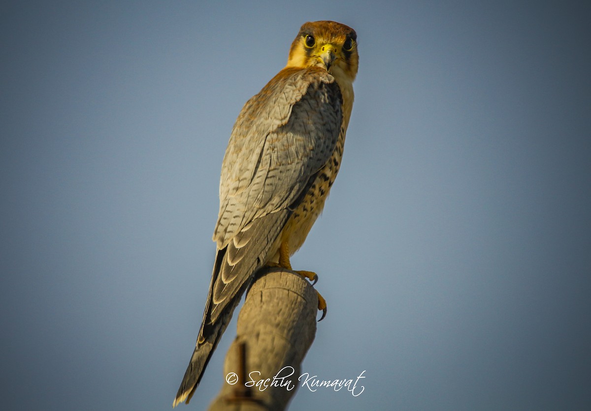 Red-necked Falcon - ML97447571