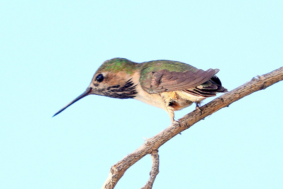 Calliope Hummingbird - Nancy Benner