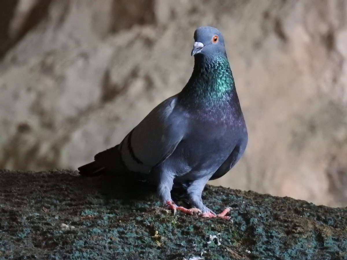 Rock Pigeon (Feral Pigeon) - Andy Lee