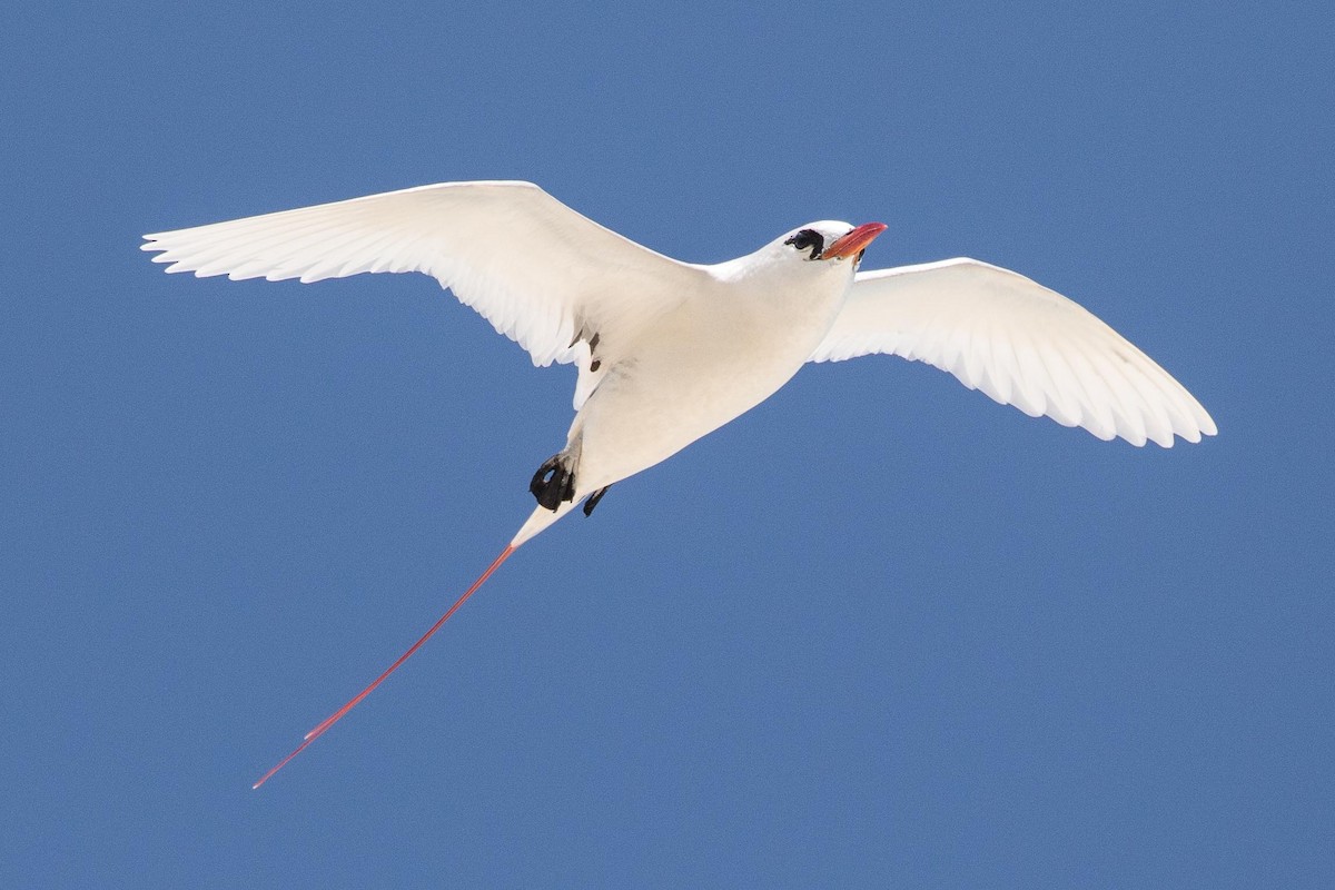 Red-tailed Tropicbird - ML97449771