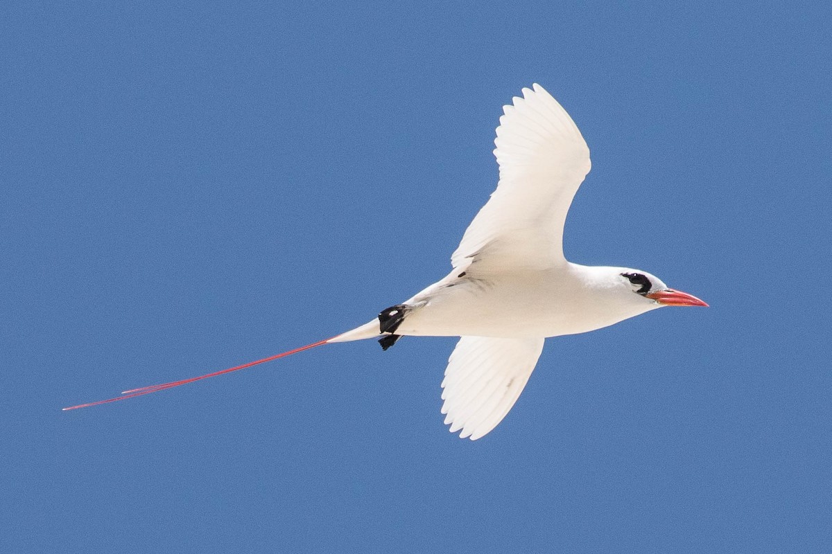 Red-tailed Tropicbird - ML97449781