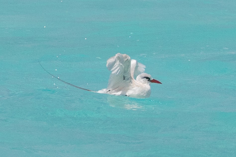 Red-tailed Tropicbird - ML97450391
