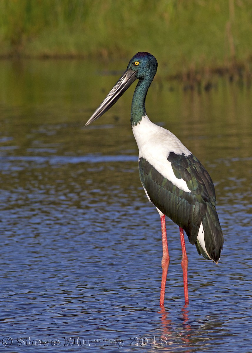 Black-necked Stork - Stephen Murray