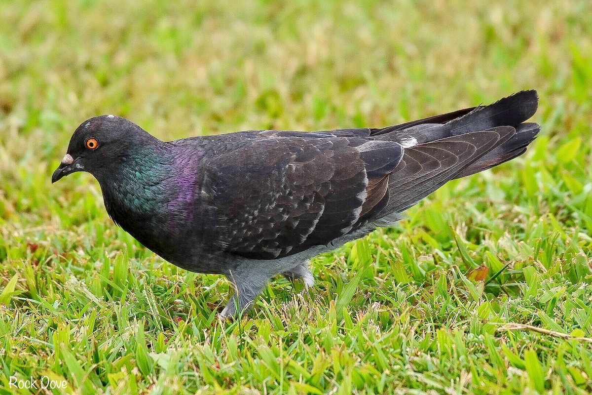 Rock Pigeon (Feral Pigeon) - John Graham