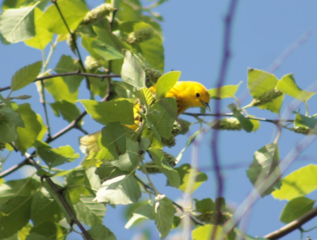 Yellow Warbler - ML97456041