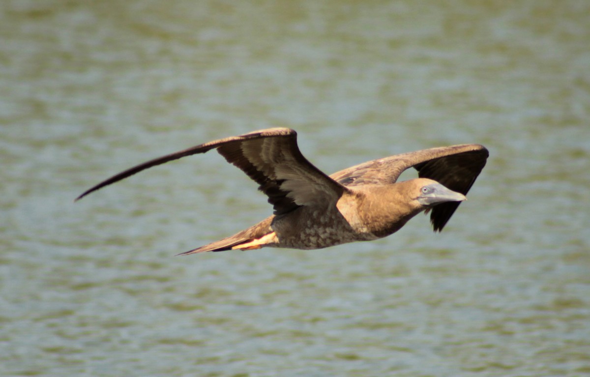 Brown Booby - ML97456081