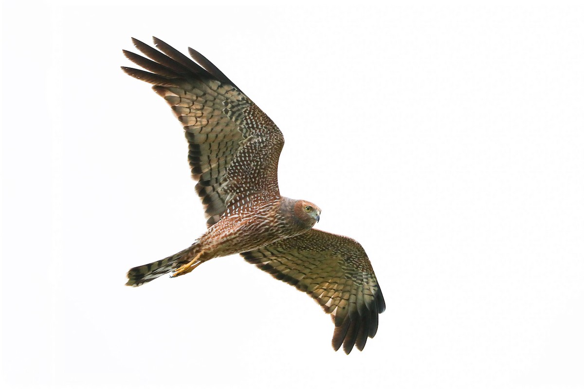 Spotted Harrier - ML97456371