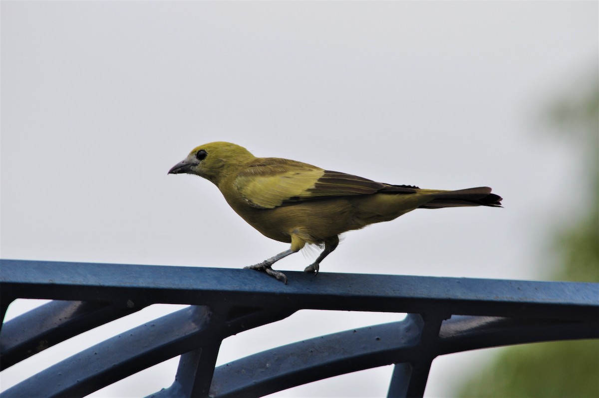 Palm Tanager - ML97456681