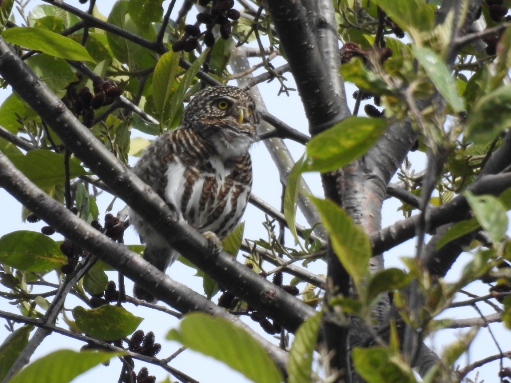 Collared Owlet - ML97457051