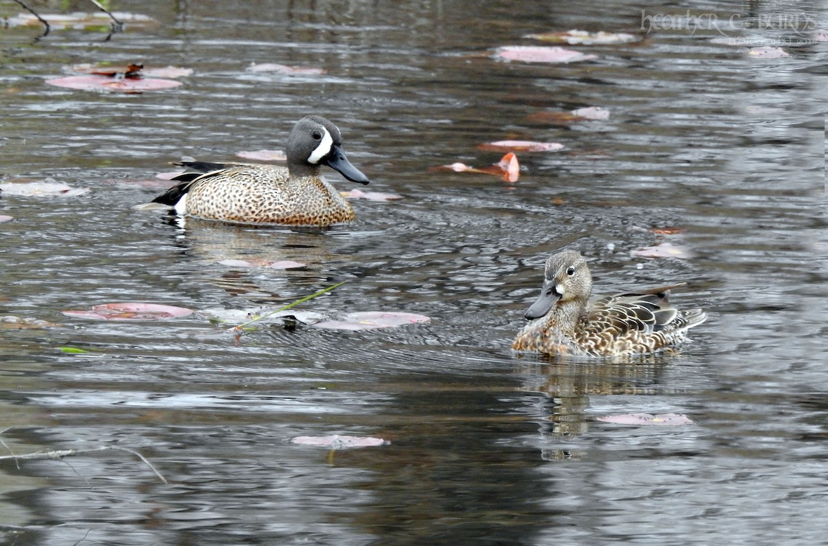 Blue-winged Teal - Heather Burns