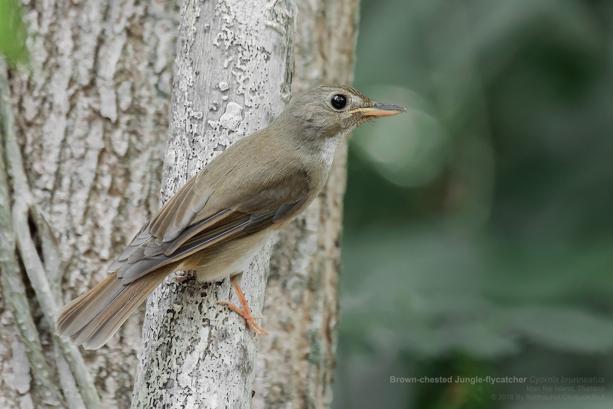 Brown-chested Jungle Flycatcher - ML97458101