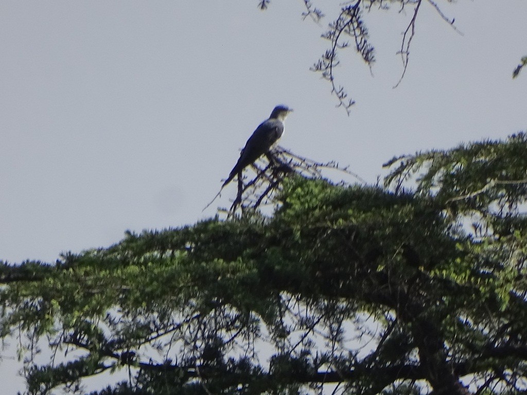 Common Cuckoo - Sreekumar Chirukandoth
