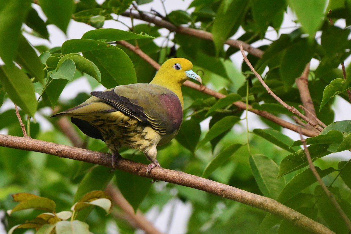 White-bellied Green-Pigeon - ML97459641
