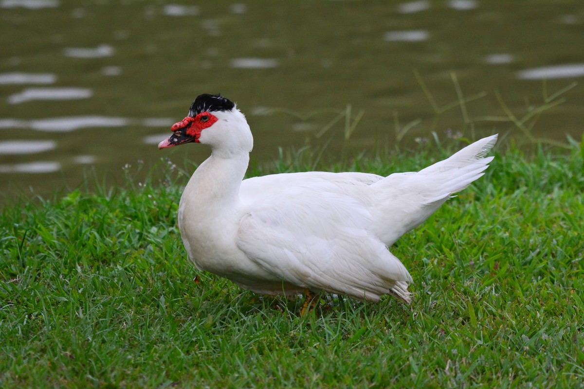 Muscovy Duck (Domestic type) - ML97459831