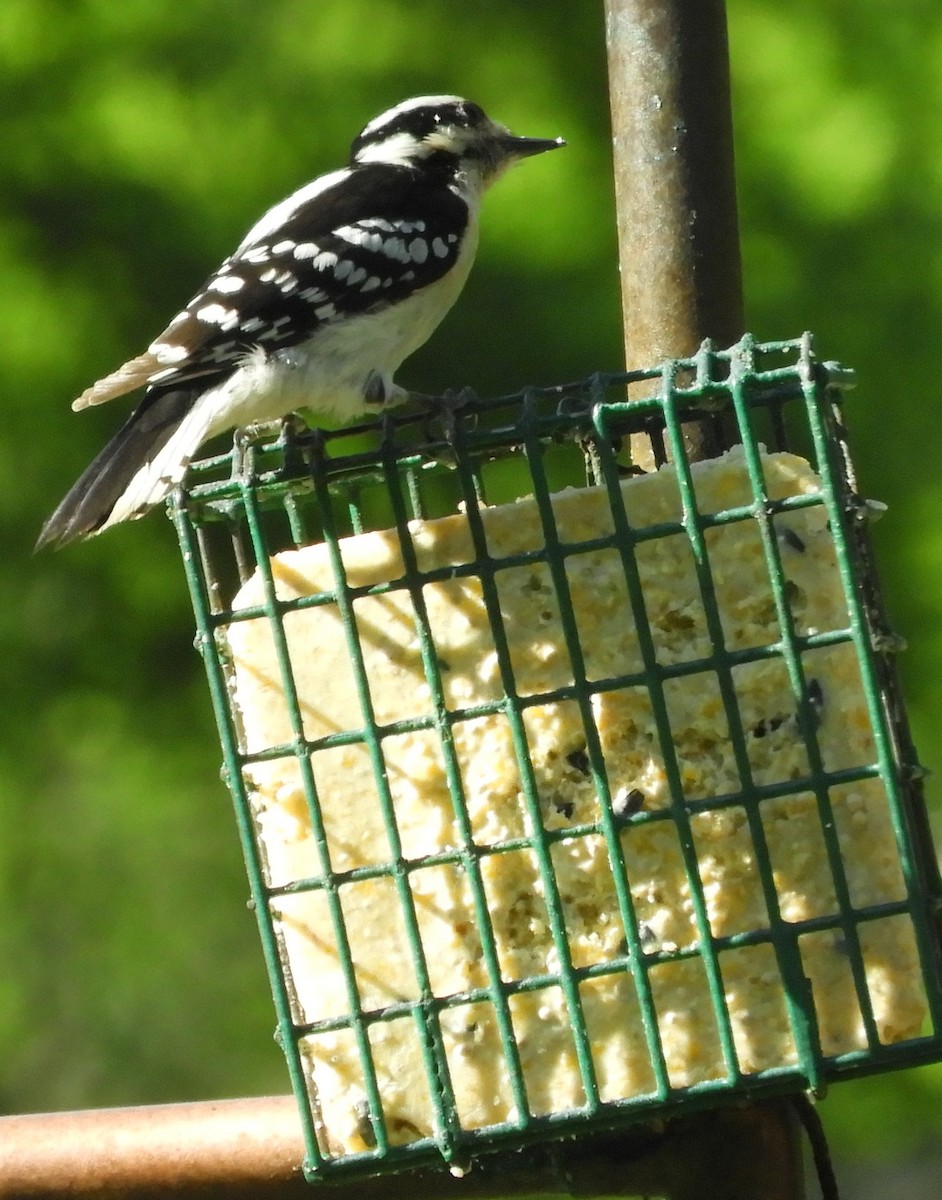Downy Woodpecker - ML97461611